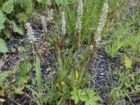 Persicaria vivipara 11, Saxifraga-Willem van Kruijsbergen