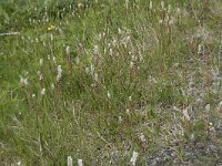 Persicaria vivipara 12, Saxifraga-Willem van Kruijsbergen