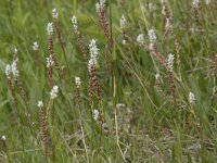 Persicaria vivipara 13, Saxifraga-Willem van Kruijsbergen