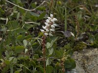 Persicaria vivipara 19, Saxifraga-Willem van Kruijsbergen