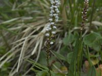 Persicaria vivipara 21, Saxifraga-Willem van Kruijsbergen