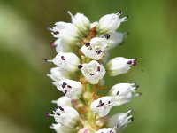 Persicaria vivipara 8, Saxifraga-Sonja Bouwman  Knolduizendknoop - Persicaria vivipara - Polygonaceae familie; Grote St Bernard pas, Gemmipas, Alp Trider (Zw)