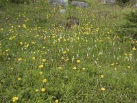 Persicaria vivipara 9, Saxifraga-Willem van Kruijsbergen