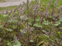 Petasites hybridus 44, Groot hoefblad, Saxifraga-Jan Nijendijk