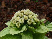 Petasites japonicus 3, Japans hoefblad, Saxifraga-Hans Grotenhuis