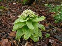 Petasites japonicus 4, Japans hoefblad, Saxifraga-Hans Grotenhuis