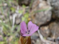 Petrorhaghia nanteuilii 2, Saxifraga-Ed Stikvoort