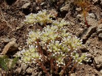 Petrosedum subulatum 3, Saxifraga-Ed Stikvoort