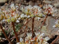 Petrosedum subulatum 6, Saxifraga-Ed Stikvoort