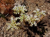 Petrosedum subulatum 7, Saxifraga-Ed Stikvoort