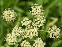 Peucedanum carvifolia 4, Karwijvarkenskervel, Saxifraga-Sonja Bouwman  882. Karwijvarkenskervel - Peucedanum carvifolia - Apiaceae familie (i) Heyendal (Brummen)