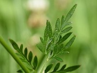 Peucedanum palustre 42, Melkeppe, Saxifraga-Sonja Bouwman  780. Melkeppe - Peucedanum palustre - Apiaceae familie (i)