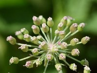 Peucedanum palustre 43, Melkeppe, Saxifraga-Sonja Bouwman  780. Melkeppe - Peucedanum palustre - Apiaceae familie (i)