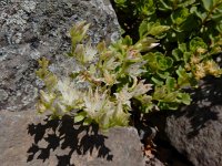 Phedimus spurius 10, Roze vetkruid, Saxifraga-Ed Stikvoort