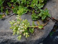 Phedimus spurius 11, Roze vetkruid, Saxifraga-Ed Stikvoort