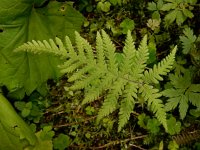 Phegopteris connectilis 12, Smalle beukvaren, Saxifraga-Ed Stikvoort