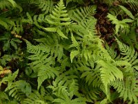 Phegopteris connectilis 8, Smalle beukvaren, Saxifraga-Ed Stikvoort