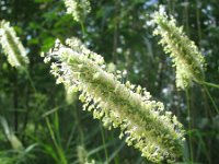 Phleum pratense, Common Timothy