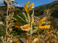 Phlomis armeniaca 3, Saxifraga-Ed Stikvoort