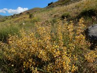 Phlomis armeniaca 7, Saxifraga-Ed Stikvoort