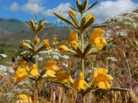 Phlomis armeniaca 8, Saxifraga-Ed Stikvoort