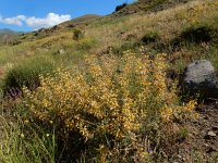 Phlomis armeniaca 9, Saxifraga-Ed Stikvoort