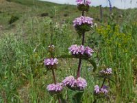 Phlomoides tuberosa