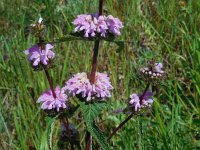 Phlomoides tuberosa 2, Saxifraga-Ed Stikvoort