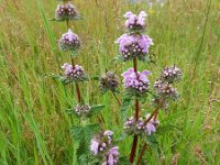 Phlomoides tuberosa 3, Saxifraga-Ed Stikvoort