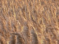 Phragmites australis 53, Riet, Saxifraga-Tom Heijnen