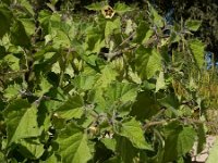 Physalis peruviana 15, Goudbes, Saxifraga-Ed Stikvoort