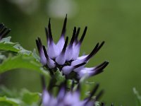 Physoplexis comosa 19, Saxifraga-Luuk Vermeer