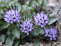 Physoplexis comosa 20, Saxifraga-Luuk Vermeer