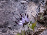 Physoplexis comosa 25, Saxifraga-Luuk Vermeer