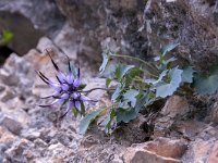 Physoplexis comosa 28, Saxifraga-Luuk Vermeer