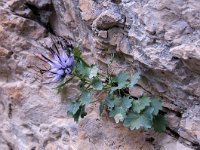 Physoplexis comosa 29, Saxifraga-Luuk Vermeer