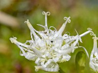 Phyteuma globulariifolium