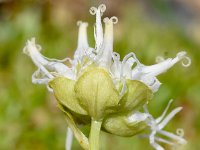 Phyteuma globulariifolium 2, Saxifraga-Sonja Bouwman  Phyteuma globulariifolium - Campanulaceae familie