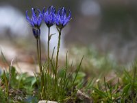 Phyteuma hemisphaericum 12, Saxifraga-Luuk Vermeer