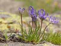 Phyteuma hemisphaericum 20, Saxifraga-Luuk Vermeer