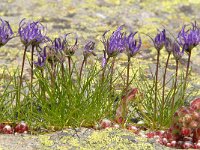 Phyteuma hemisphaericum 22, Saxifraga-Luuk Vermeer