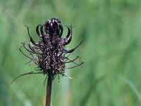 Phyteuma nigrum 1, Zwartblauwe rapunzel, Saxifraga-Hans Dekker