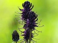 Phyteuma spicatum ssp nigrum 9, Zwartblauwe rapunzel, Saxifraga-Bart Vastenhouw