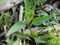 Phyteuma spicatum ssp nigrum 46, Zwartblauwe rapunzel, Saxifraga-Rutger Barendse