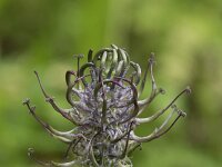 Phyteuma spicatum ssp nigrum 63, Zwartblauwe rapunzel, Saxifraga-Willem van Kruijsbergen