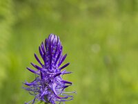 Phyteuma spicatum ssp nigrum 66, Zwart-blauwe rapunzel, Saxifraga-Jan Nijendijk