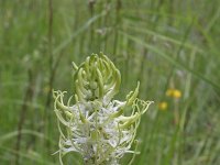 Phyteuma spicatum ssp spicatum 15, Witte rapunzel, Saxifraga-Jeroen Willemsen