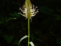 Phyteuma spicatum ssp spicatum 16, Witte rapunzel, Saxifraga-Ed Stikvoort