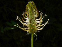 Phyteuma spicatum ssp spicatum 17, Witte rapunzel, Saxifraga-Ed Stikvoort