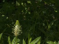 Phyteuma spicatum ssp spicatum 18, Witte rapunzel, Saxifraga-Jan van der Straaten